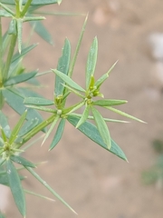Zygophyllum indicum