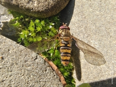 Episyrphus balteatus