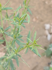 Zygophyllum indicum