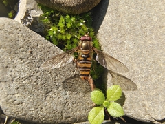 Episyrphus balteatus
