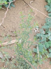 Zygophyllum indicum