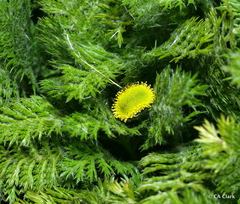 Leptinella plumosa