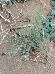 Zygophyllum indicum
