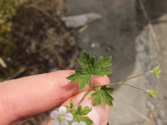 Geranium homeanum