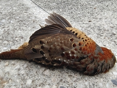 Bambusicola thoracicus