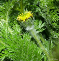 Leptinella plumosa