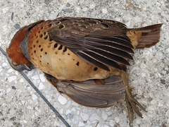 Bambusicola thoracicus