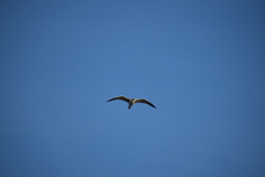 Ichthyaetus audouinii