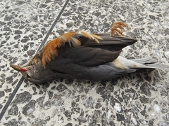 Turdus hortulorum