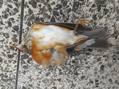 Turdus hortulorum