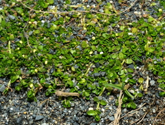 Callitriche antarctica