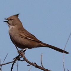 Chiming Wedgebill photo 4