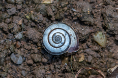 Cernuella aginnica