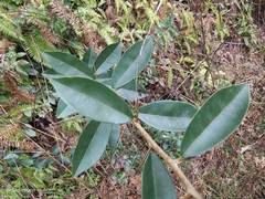Maclura cochinchinensis