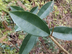 Maclura cochinchinensis