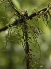 Weymouthia cochlearifolia