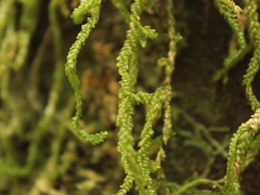 Weymouthia cochlearifolia