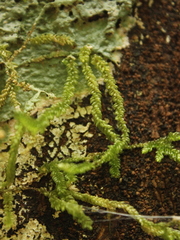 Weymouthia cochlearifolia