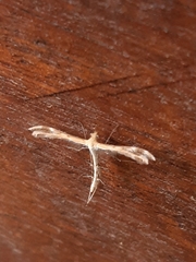Stenoptilia zophodactylus