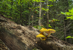 Pholiota adiposa