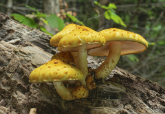 Pholiota adiposa