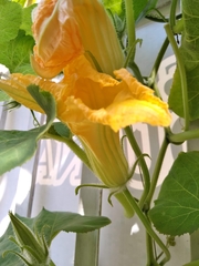 Cucurbita