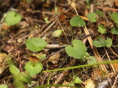 Viola filicaulis
