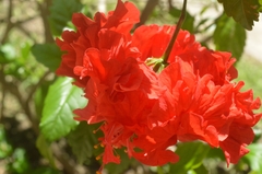 Hibiscus