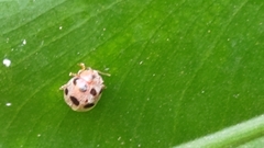 Diekeana admirabilis