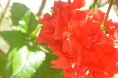 Hibiscus