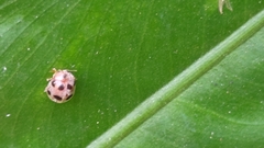 Diekeana admirabilis