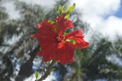 Hibiscus