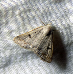 Athetis bispurca