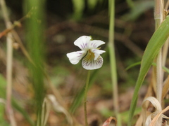 Viola filicaulis