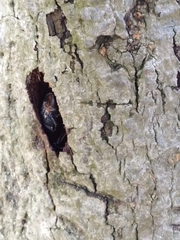 Insecta