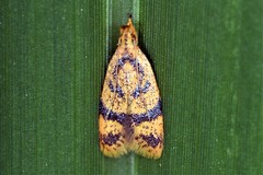 Periacma delegata