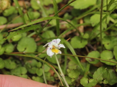 Viola filicaulis