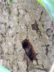 Insecta