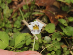 Viola filicaulis