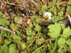Viola filicaulis