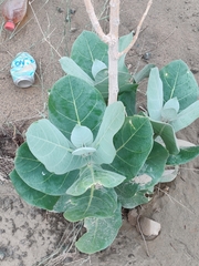 Calotropis procera