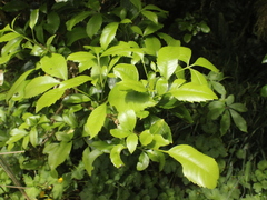 Pseudopanax colensoi