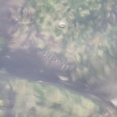 Sphoeroides testudineus