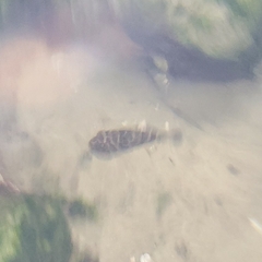 Sphoeroides testudineus