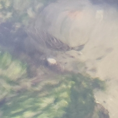 Sphoeroides testudineus