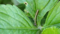 Odontomantis planiceps