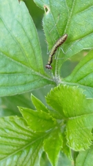 Odontomantis planiceps