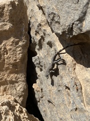 Pristurus celerrimus