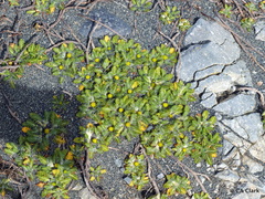 Leptinella plumosa