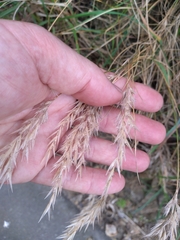 Rytidosperma unarede